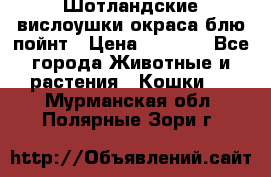 Шотландские вислоушки окраса блю пойнт › Цена ­ 4 000 - Все города Животные и растения » Кошки   . Мурманская обл.,Полярные Зори г.